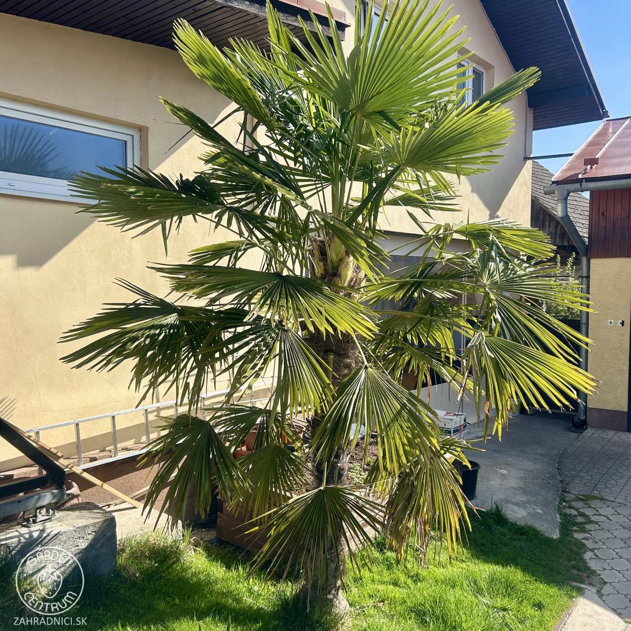 Obrázok Palma konopná (Trachycarpus fortunei) - výška kmeňa 110-130 cm, celková výška 250-270 cm, kont. C70L (-17°C)